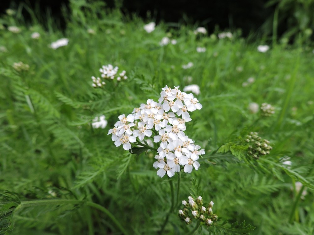 common_yarrow2